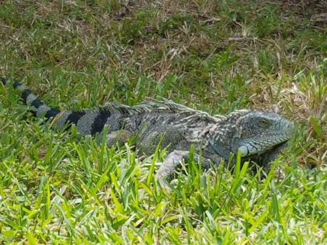 Curaçao - Relax I'm just chilling