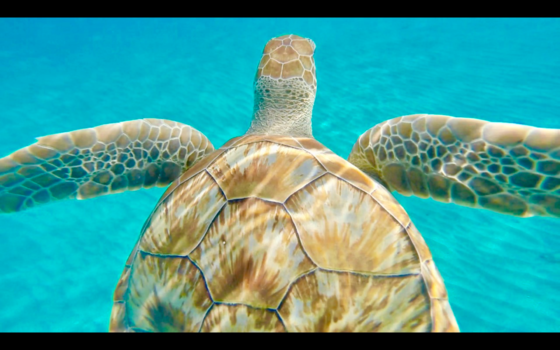 Curaçao - Schildpad