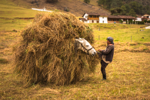 Guatemala - Je hebt werkpaarden en luxe paarden.....