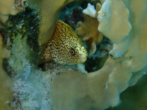 Bonaire - Hidden in the coral