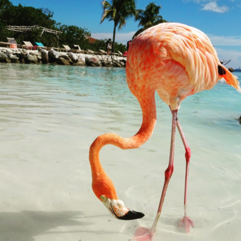 Aruba - Sandy toes en salty kisses