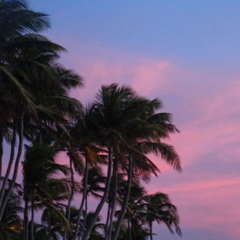 Aruba - Palmtreelove