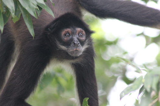 Mexico - Spider monkey in Calakmul