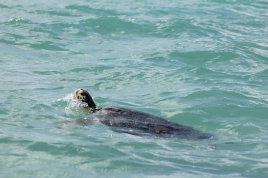 Mexico - Zeeschildpad bij Sian kaan