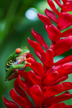 Costa Rica - Puur Costa Rica