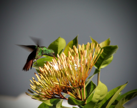 Costa Rica - Mooi natuur