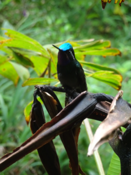 Costa Rica - Free as a bird