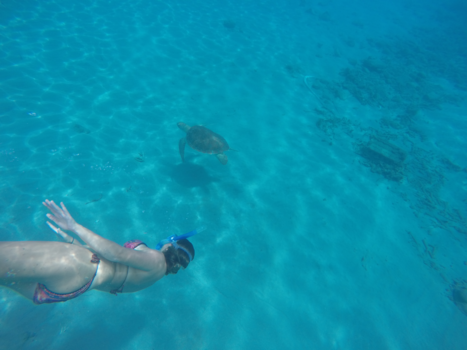 Westpunt - Mijn  eerste schildpad