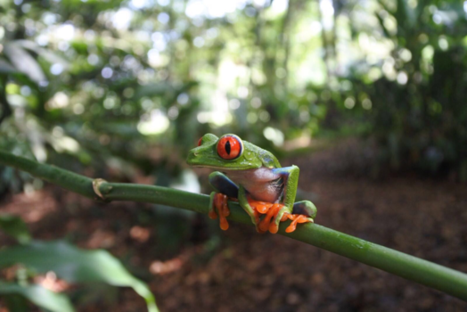 Costa Rica - Red Eyed Tree Frog in the Jungle of Costa Rica