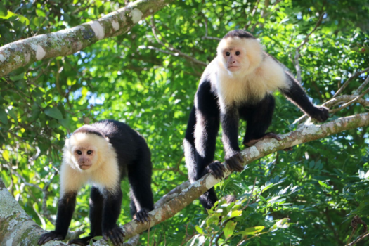Costa Rica - Wildlife