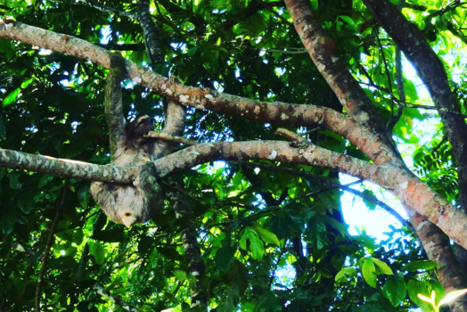 Costa Rica - Luiaard