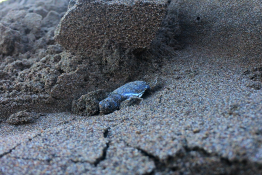 Costa Rica - Zeeschildpadje die net is uitgekomen