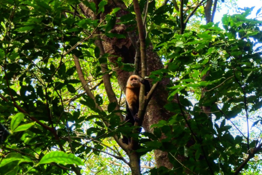 Costa Rica - Aapje