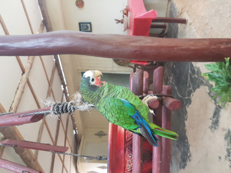 Cuba - Parrot
