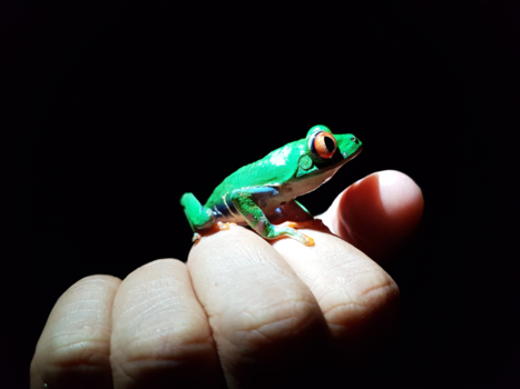 Costa Rica - prachtige redeye kikker!!