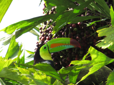 Costa Rica - Tortuguero