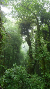 Costa Rica - Droomvlucht in het echt