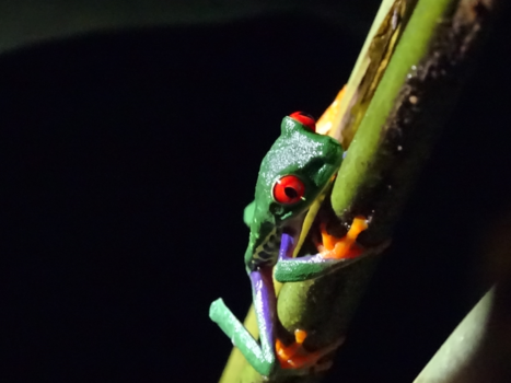 Costa Rica - Gifkikker (Costa Rica)