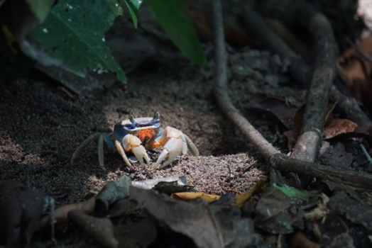Costa Rica - Mr. Blue Crab