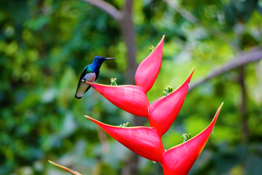 Costa Rica - Kolibrie in Costa Rica