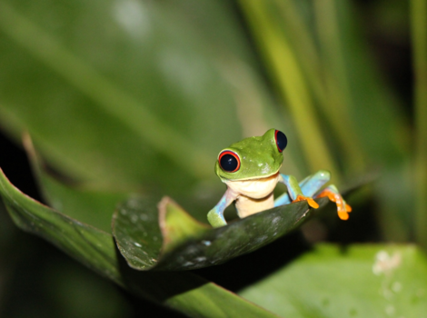 Costa Rica - Roodoogmakikikker