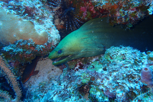 Klein Curaçao - 3 vijanden in harmonie