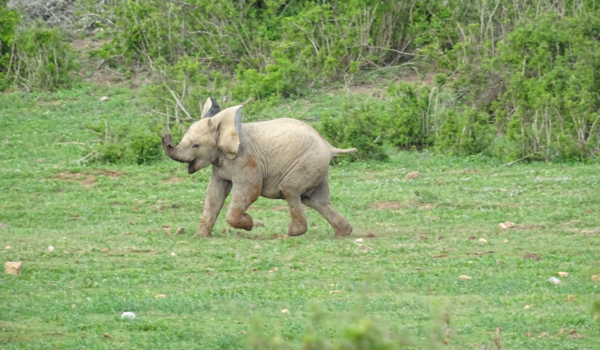 Costa Rica - op weg naar een pumba