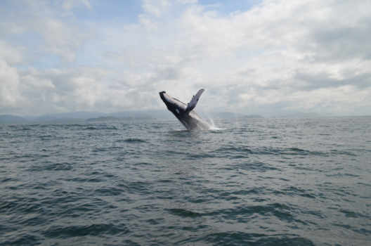 Sámara - Jumping whale