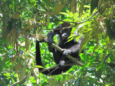 Costa Rica - Wat denkt hij , wie zijn die Apen ?