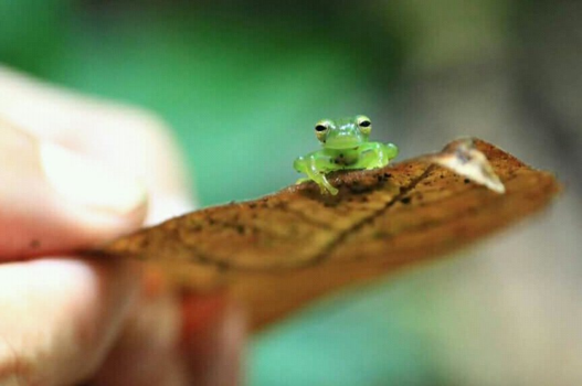 Costa Rica - Glaskikker, costa rica