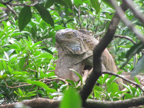 Costa Rica - Voor ons lijken dit pre-historische dieren, maar ze zijn er toch echt in Costa Rica