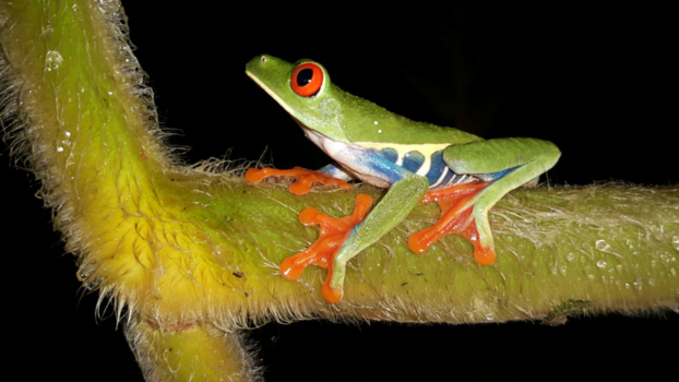 Costa Rica - Roodoogmakikikker