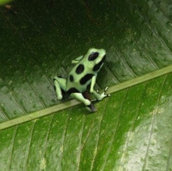 Bocas del Toro - Gifkikker in de jungle