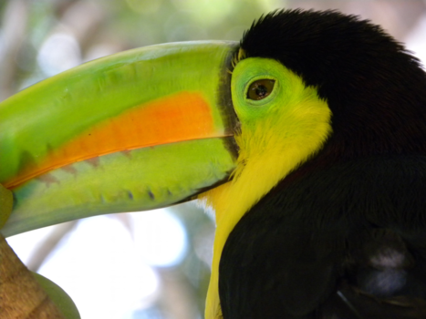 Costa Rica - Toekan