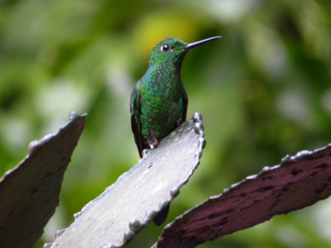 Costa Rica - Kolibrie