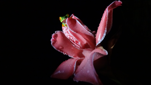 Costa Rica - Costa Rica in het regenseizoen is ook geweldig!