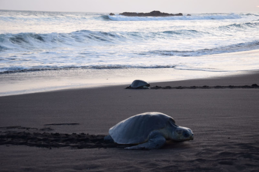 Costa Rica - Schildpadden bereiken het strand