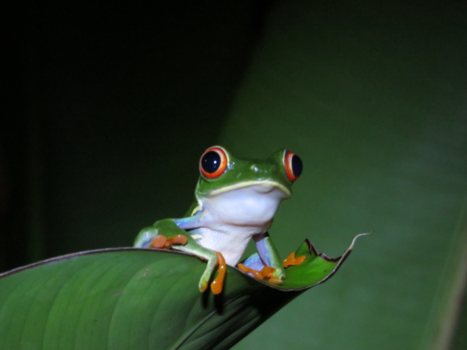 Costa Rica - FROGGIE