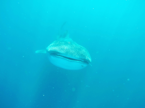 Cancun - Whaleshark