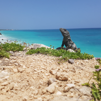 Mexico - Leguaan
