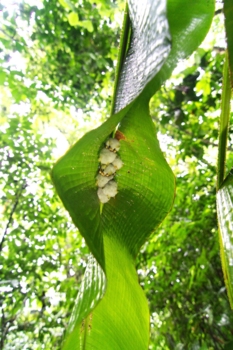 Costa Rica - Bijzondere witte vleermuizen in het regenwoud