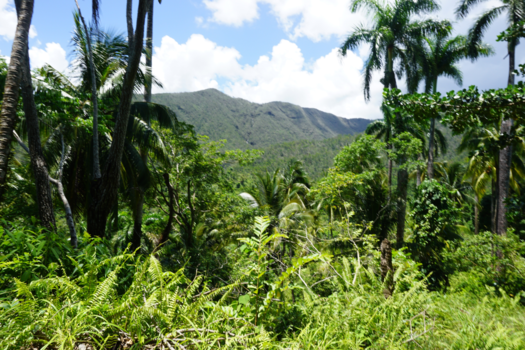 Cuba - Natuurpark bij Baracoa