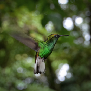 Monteverde Cloud Forest Reserve - FAVOURITE