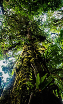 Monteverde Cloud Forest Reserve - Nature
