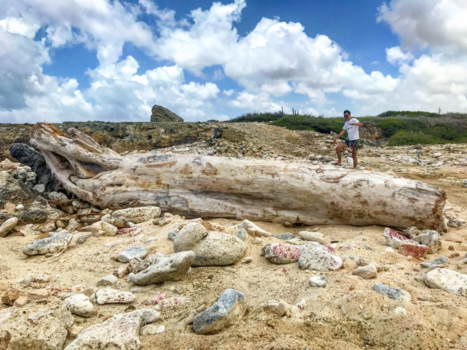 Rincon - Big tree, small man