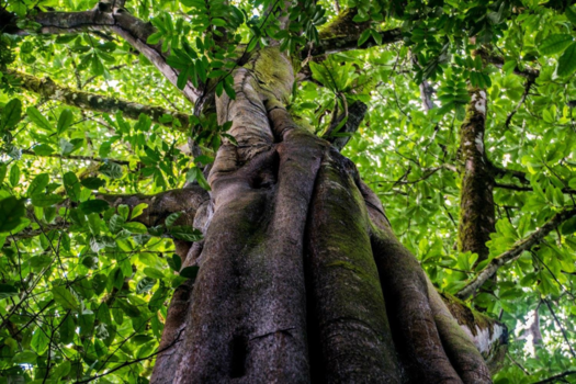Monteverde Cloud Forest Reserve - TREELIFE