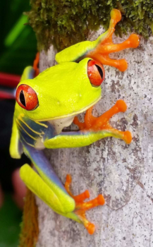 Tortuguero National Park - Costa Rica!