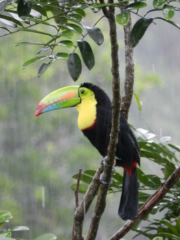 Costa Rica - Moois in de regen
