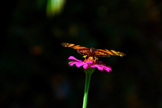 Costa Rica - The Monarch