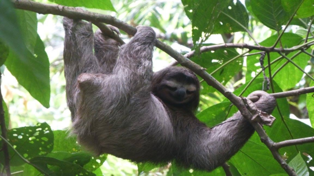 Costa Rica - Sloth - Costa Rica